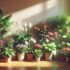 indoor flowering plants low light